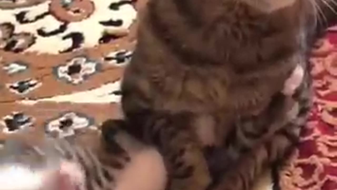 funny animals