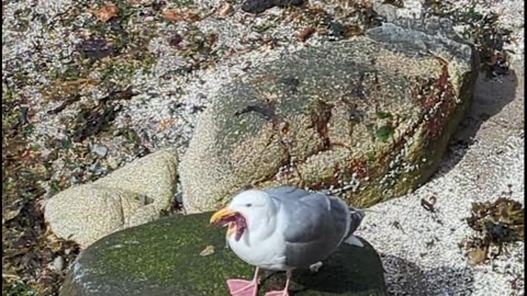 Seagull Snacks on a Starfish