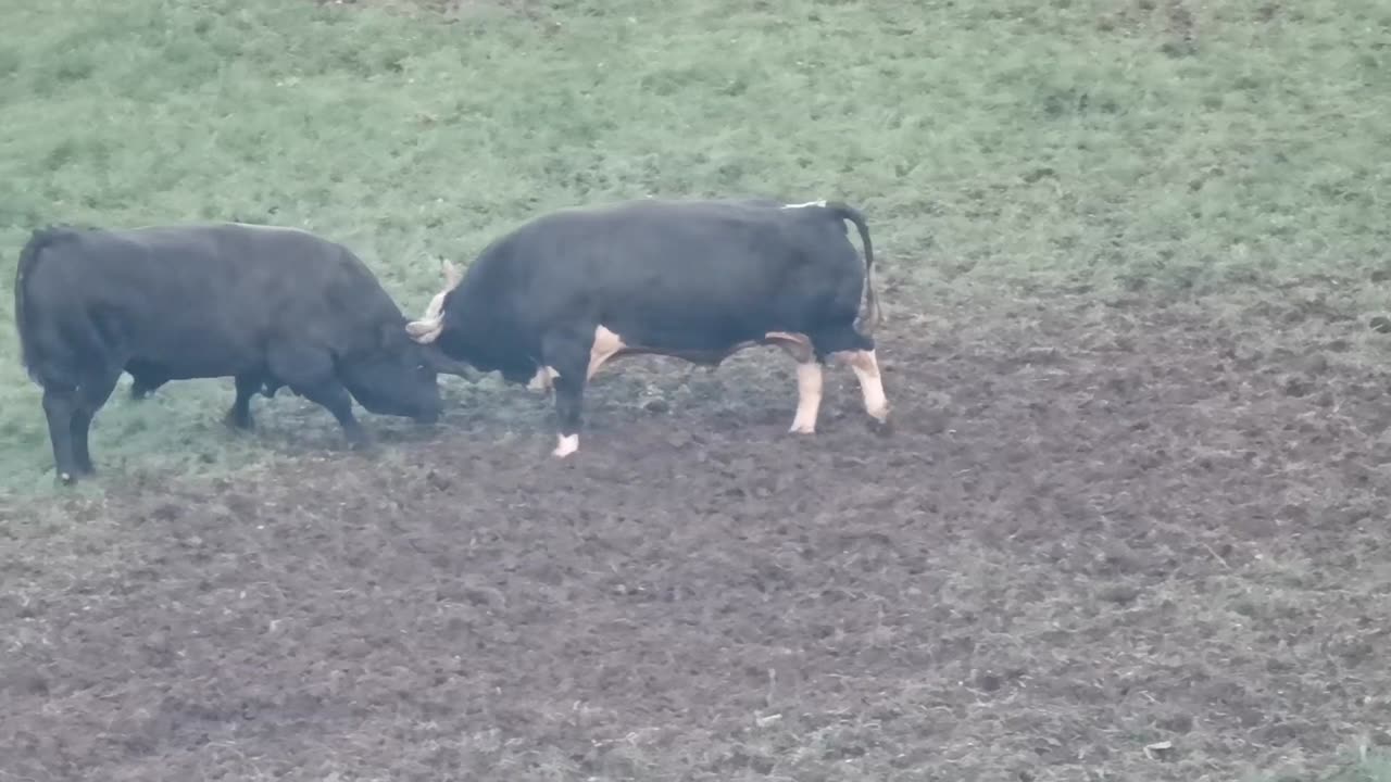 Mrgud od Hamke vs Sultan od Đezića