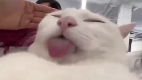 😹🤯 Cat Attacks Camera in Epic Viral Moment! | FunFM