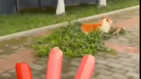 Funny videos of dogs 🐕🤣😂