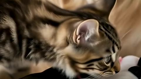 Cat Inspects Newborn Puppies 🧐