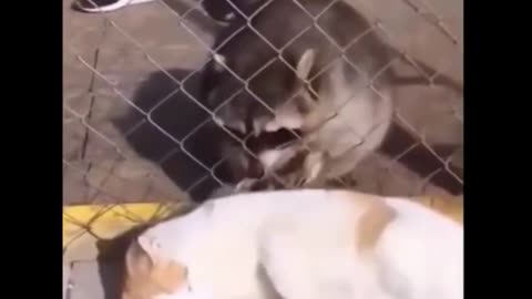 The Ultimate Funny Video Animals
