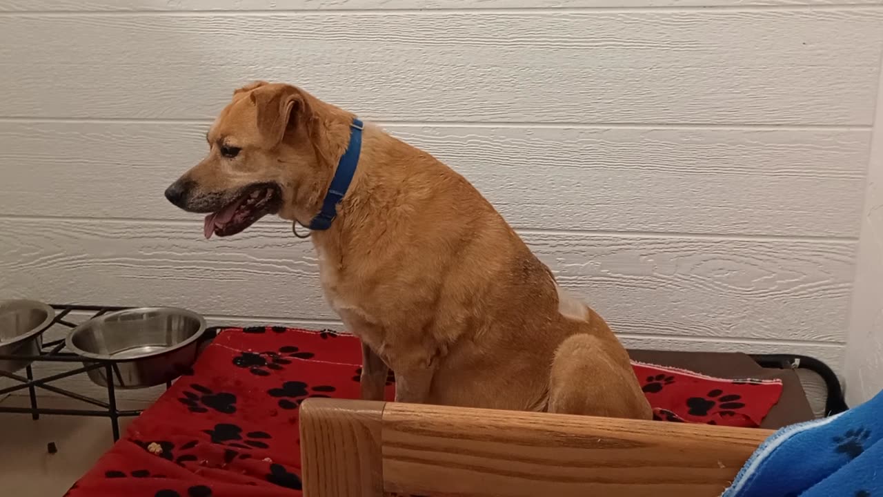 Tango 13y A675549 1st time met she's really groovy@TRN, from kennel 205 harrys haven PACC shelter
