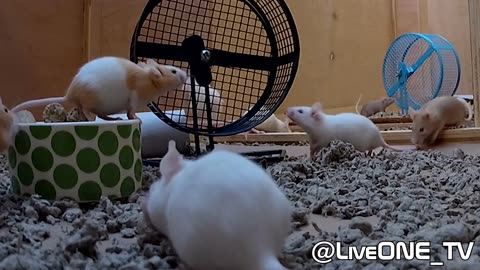 The Washington D.C. Rat House aims for Nuclear war
