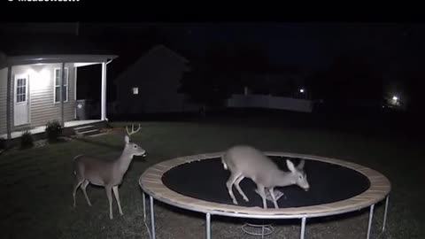 🤣🤯 Deer Bounces on Trampoline... Expect the Unexpected! | FunFM