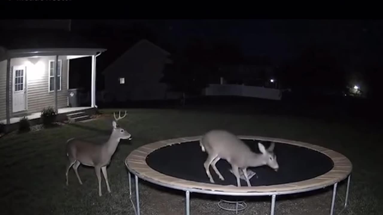 🤣🤯 Deer Bounces on Trampoline... Expect the Unexpected! | FunFM