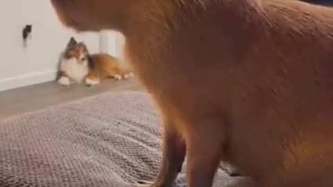 Capybara’s Legendary Reaction 😐✨