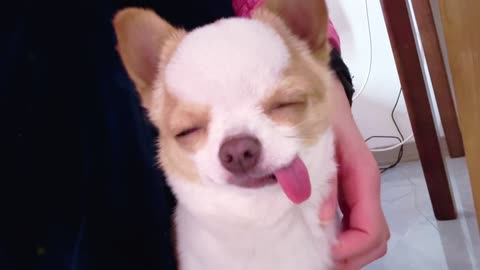 It feels so good to like giving pets.