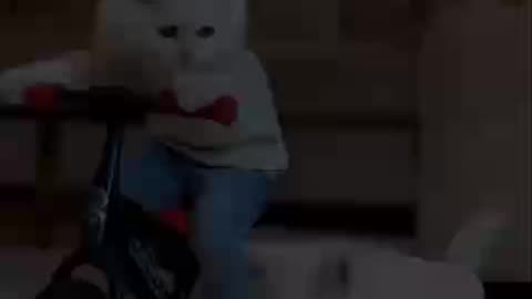 funny pet video
