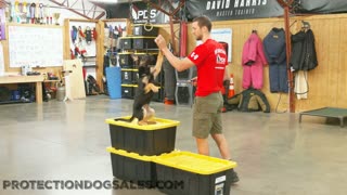 German Shepherd wows you at only 15 Wks old