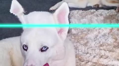LOL