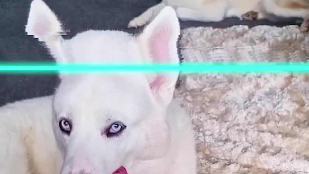 LOL