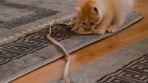 2 months cat