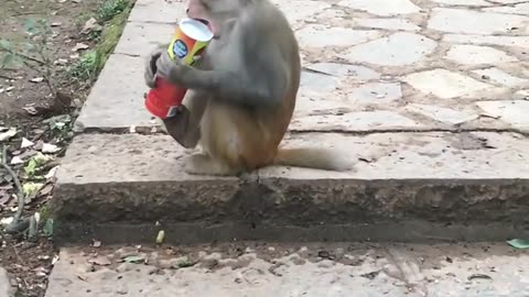 how to surprise a monkey