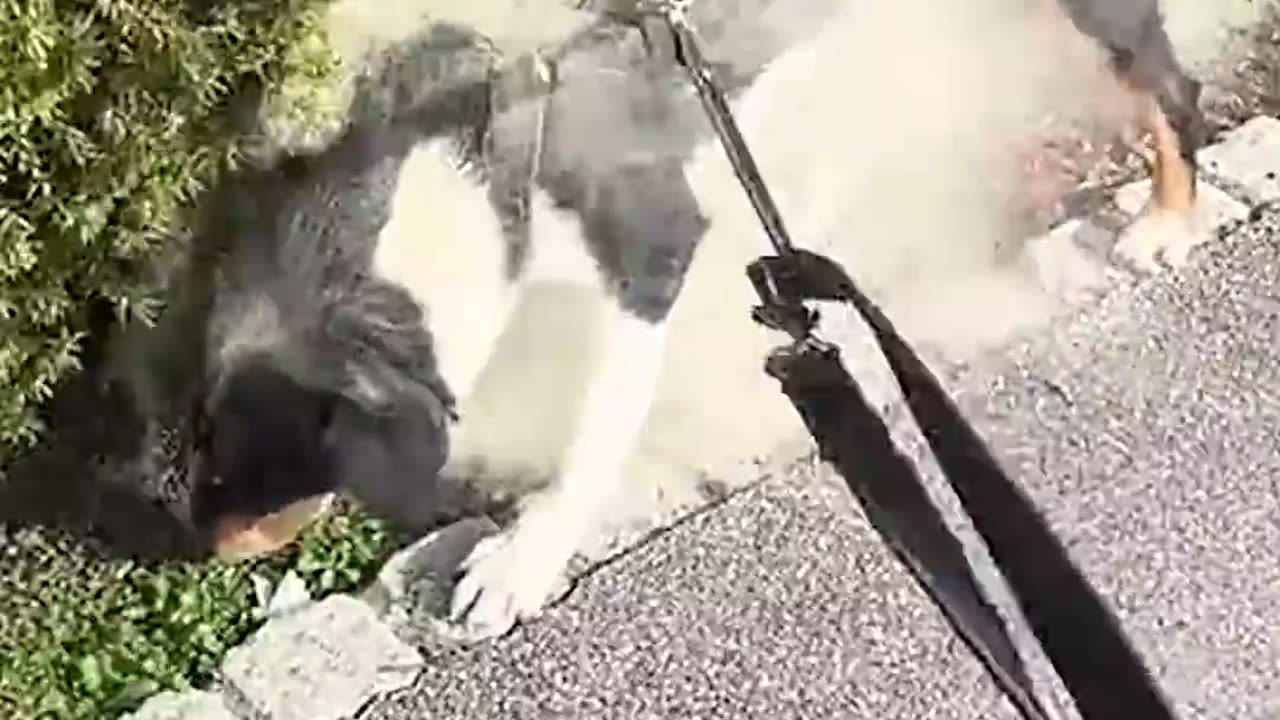 From Walkies to WORK — Nature’s Little Helpers 🐶🌸