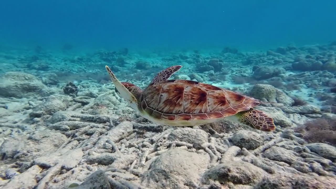 Sea