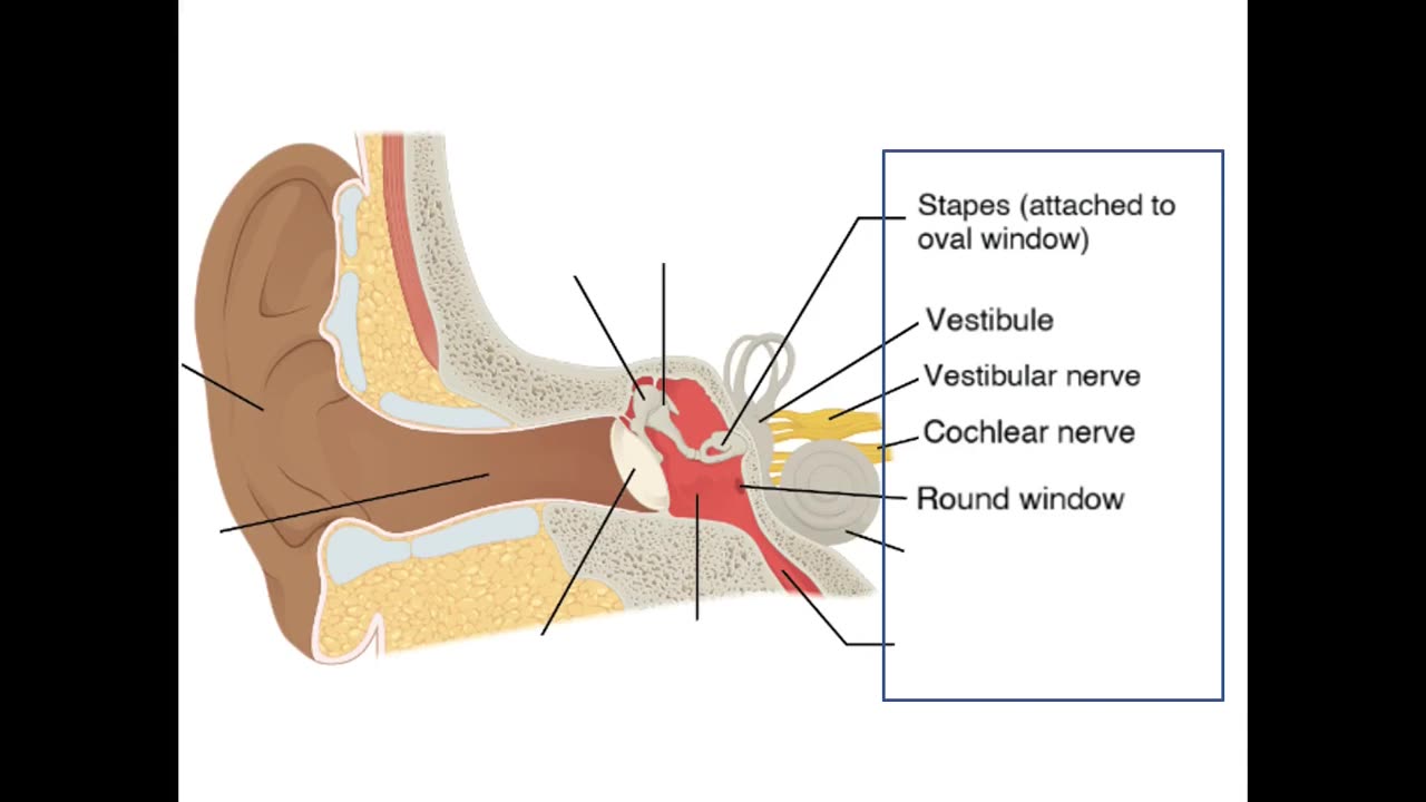 Practice identifying structures of the Ear