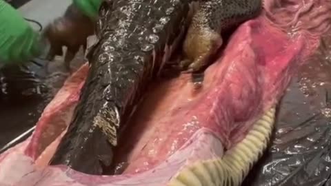 Python vs Crocodile – Who Wins in This Wild Predator Battle