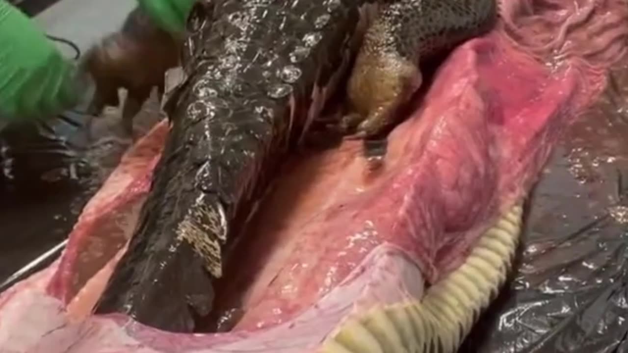 Python vs Crocodile – Who Wins in This Wild Predator Battle