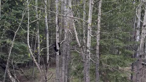 Triplet Black Bear Cubs Climb Trees in Grande Cache