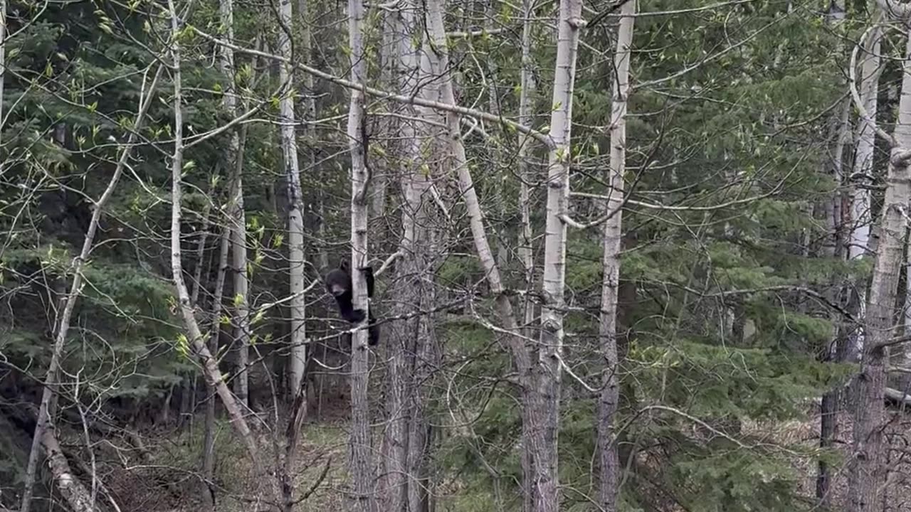 Triplet Black Bear Cubs Climb Trees in Grande Cache