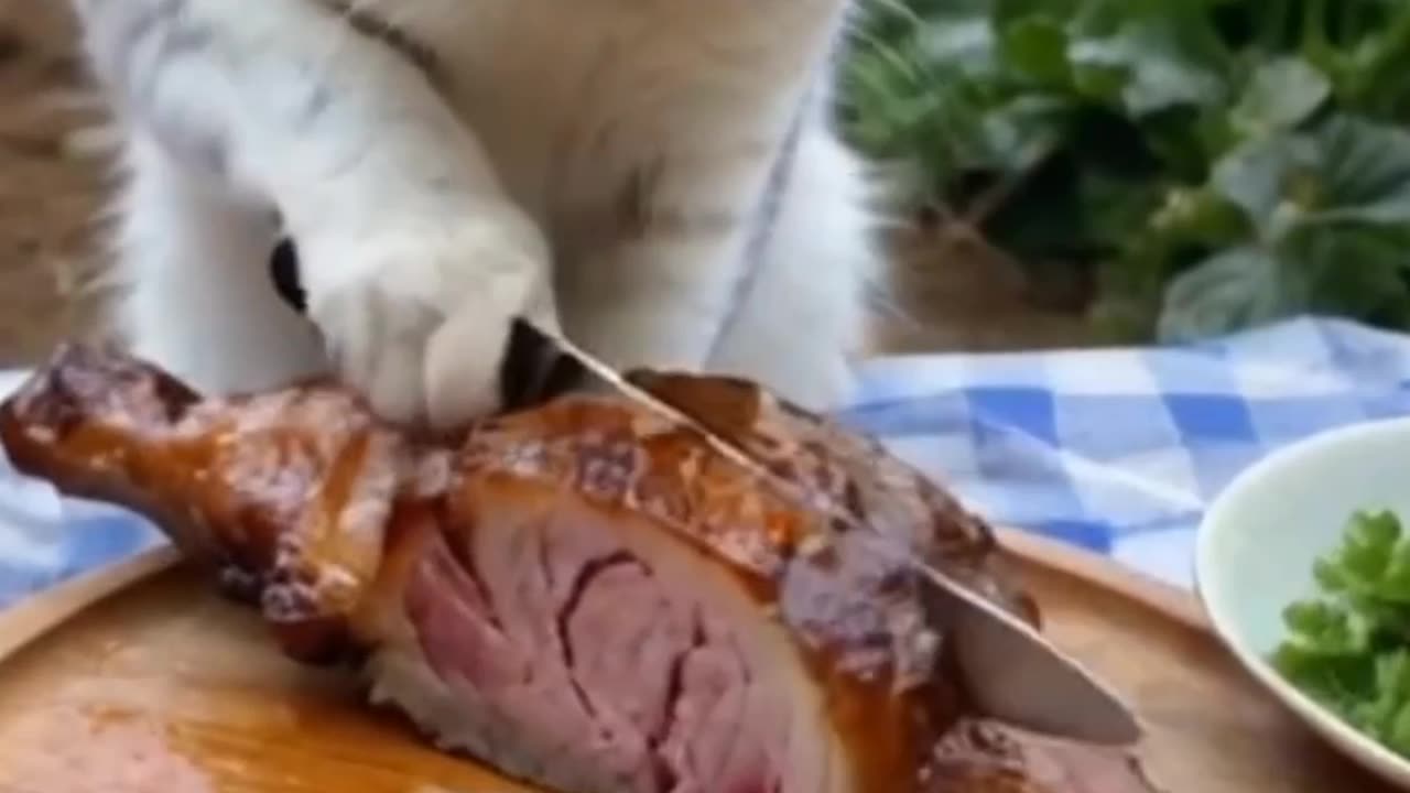 "Chef Kitty in Action! 🍽️🐱 | Cute Cat Cooking Moment!"