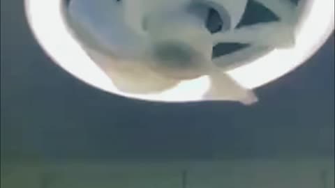 360° Shaking Head Ceiling Fan Light