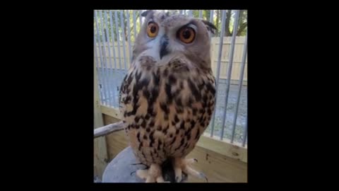 HOWL & ROAR Special CUTEST OWLS EVER🦉