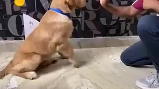 Shocking: golden retriever 4 month puppy training