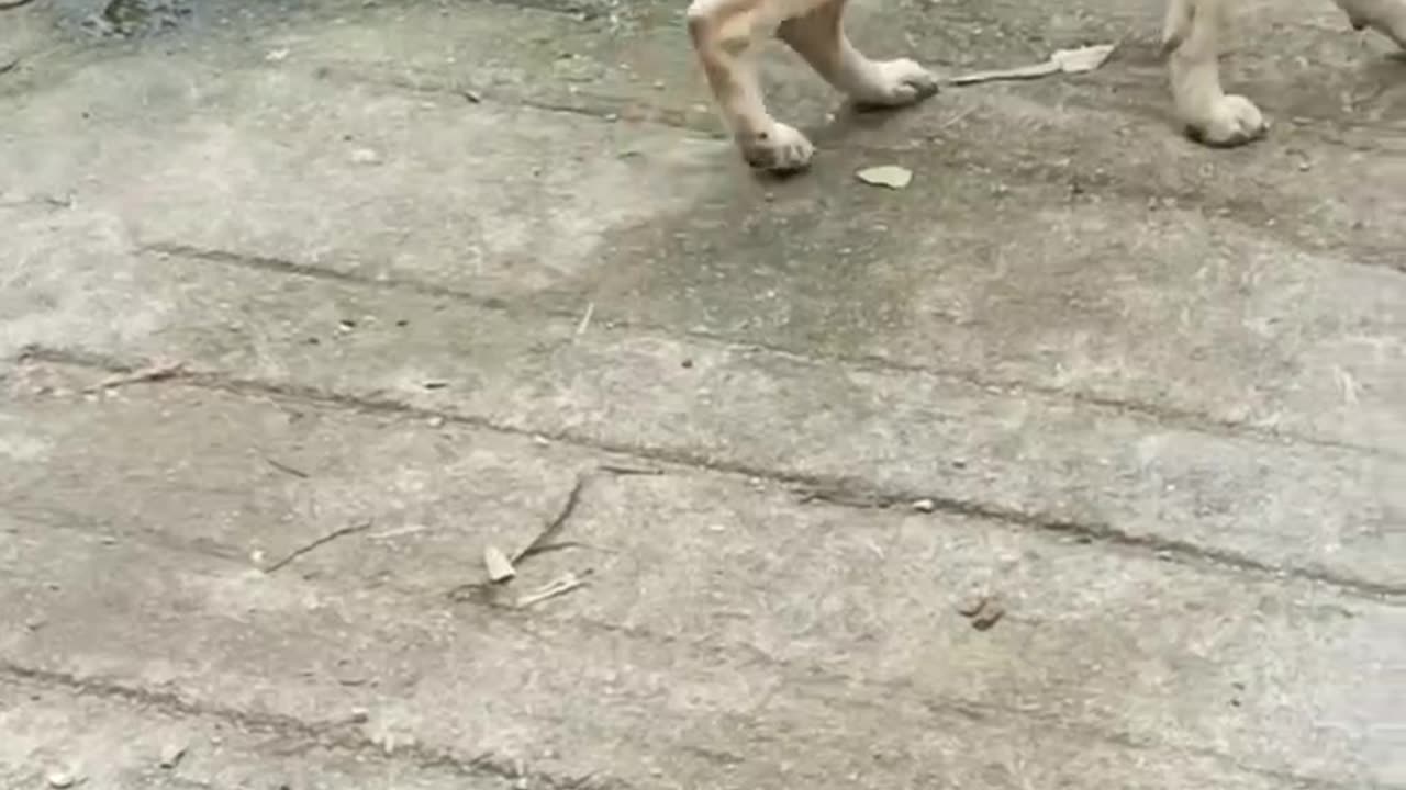 cute dogs