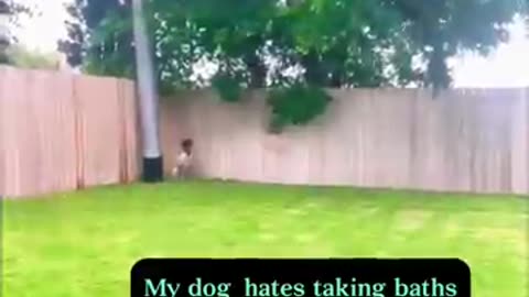 Dog_No bath 😂