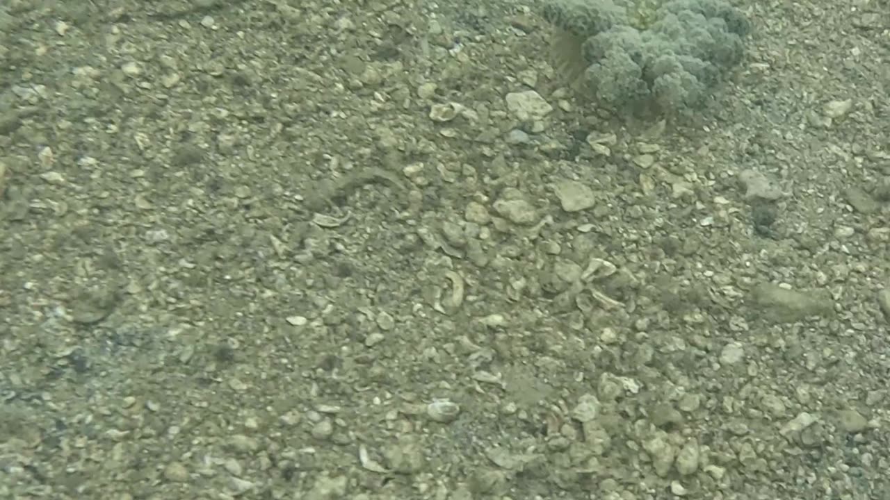 Any Day Snorkeling Is A Good Day!!