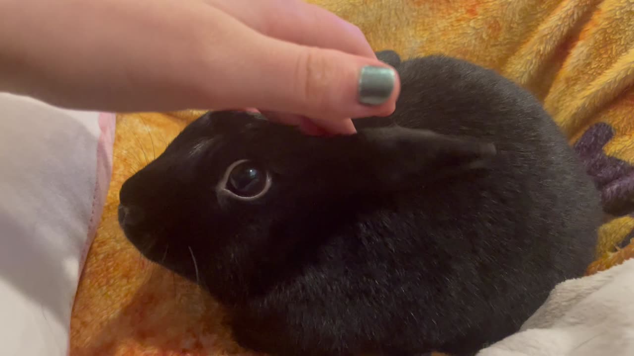 Bunny Demands Pets