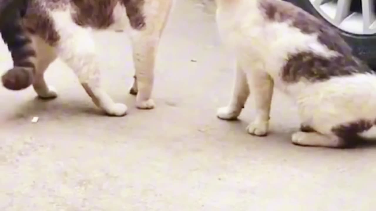 Angry Cats Screaming ,#on the Street Cat Fight,#Compilation.