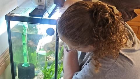 Sphynx Kitten Supervising Fish Tank Cleaning