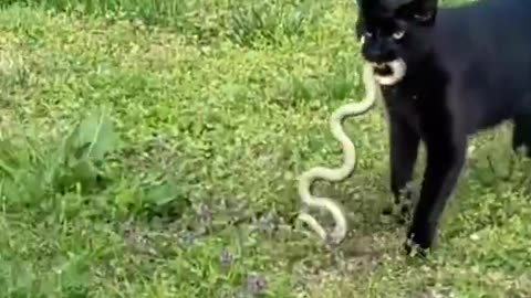 Natural Enemies
