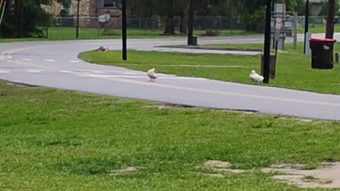 The duck that could block the road Part 1