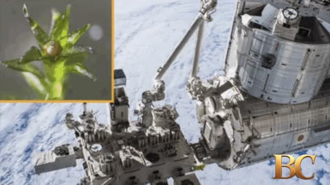 Moss survived 9 months in space, could still reproduce after return to Earth
