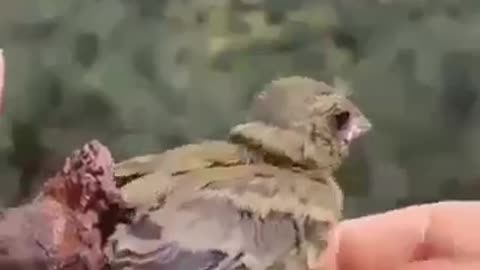 A bird inside a pomegranate