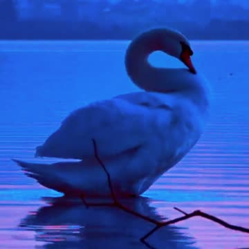 Curtain Call: A Swan’s Evening Encore 🦢🌅 | Sounds of Nature