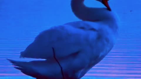 Curtain Call: A Swan’s Evening Encore 🦢🌅 | Sounds of Nature