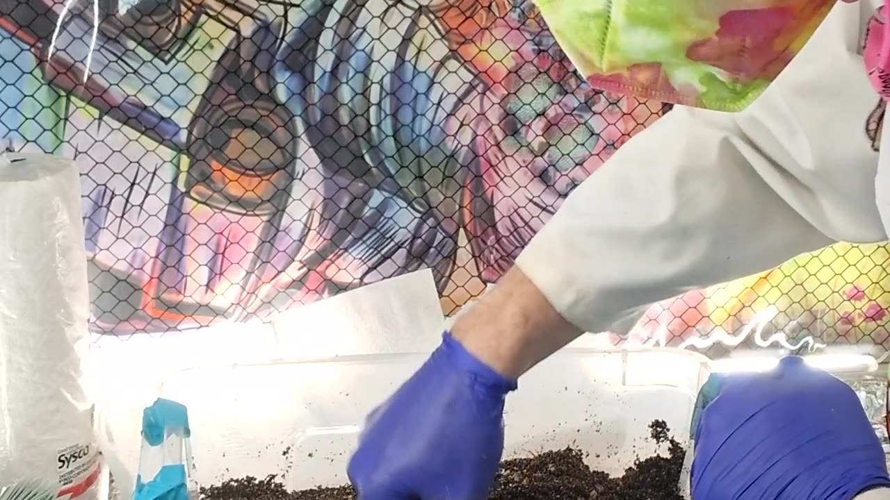 Mycology Mondays #127 My Magic Spawn to Bulk Method