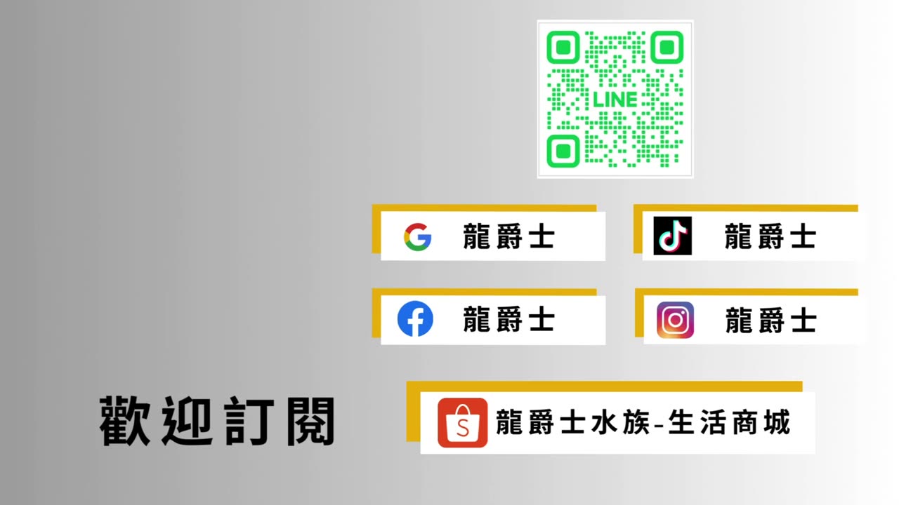 【龍爵士】千問千答 Q34 龍魚翻鰓怎麼辦 很嚴重會不會死亡