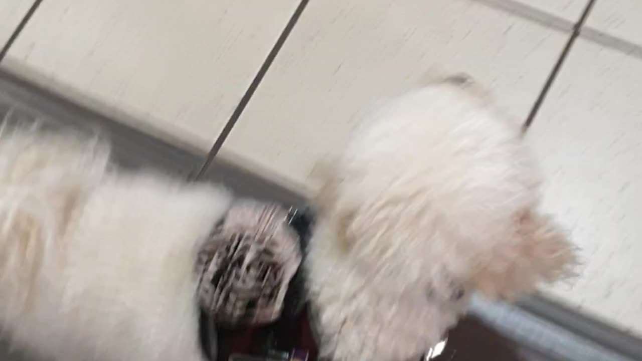 Walking across Flinders St Station tiled surface