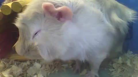 Abyssinian guinea pig having a snack before lunch, very cute and beautiful! [Nature & Animals]