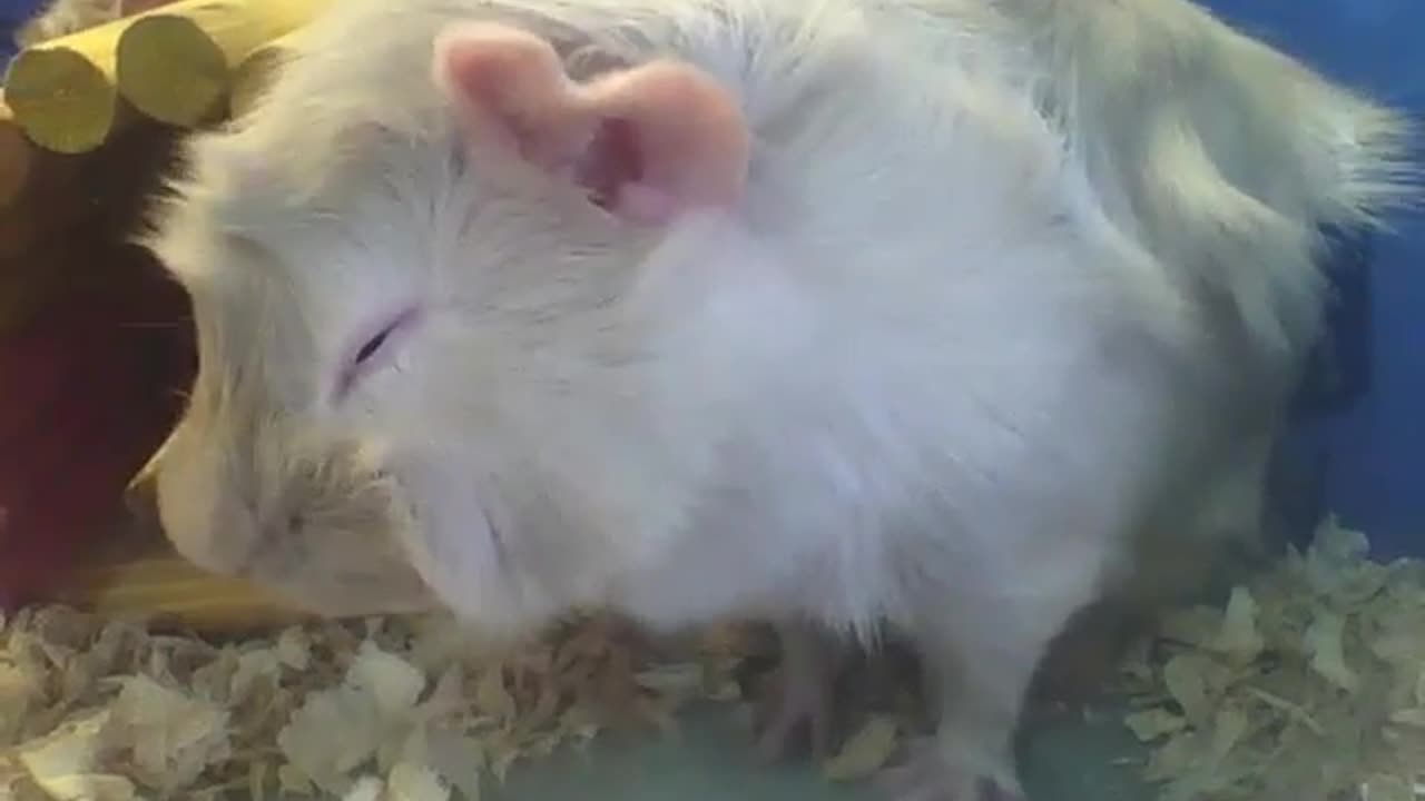 Abyssinian guinea pig having a snack before lunch, very cute and beautiful! [Nature & Animals]