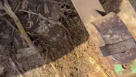 Farmer Keeps a Lizard In His Pocket