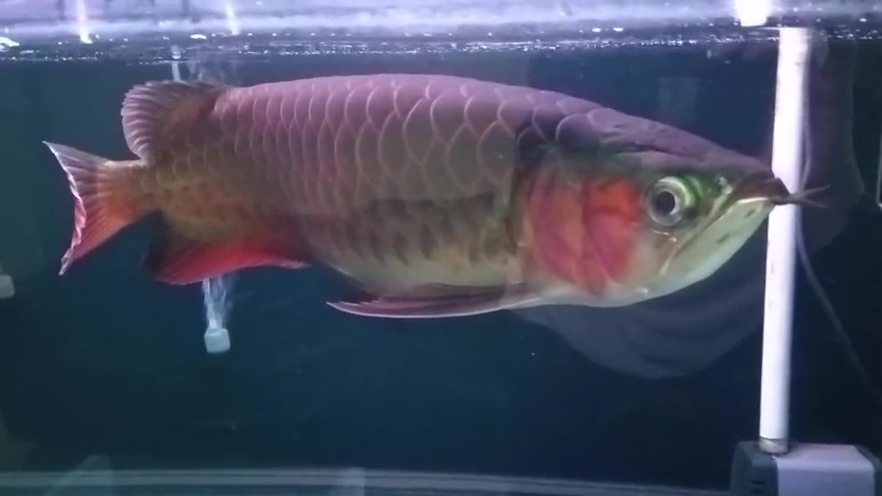 The Beauty of Arowana in Motion