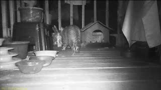Emma's Animals 67 - Endless Mysteries